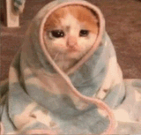 sadcat