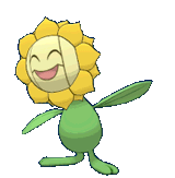 sunflora-sunflower