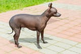 why-is-my-dog-balding