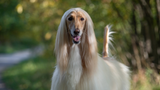 afghan-hound