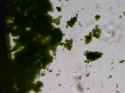 segment_003_thumb.jpg