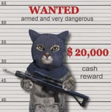 gray-cat-criminal-balaclava-holds-assault-rifle-armed-very-dangerous-wanted-cat-gray-assault-rifle-210698640