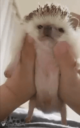 hedgehog-squishy