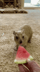 hyraxwatermelon
