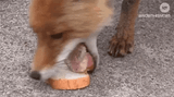 foxbread