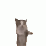 transparent-cat-1056916110