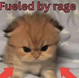 The kitty is angry