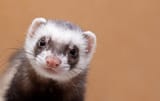 ferret-close-up