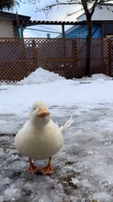 Gf2Nsh5awAMUVvt