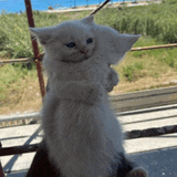 cat-hug