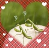 da_mantises