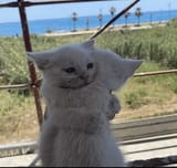 cat-hug