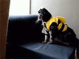 cat-costume