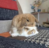 double_decker_bunbun2