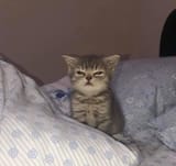 15_Illegally_Smol_Kittens_Who_Make_Up_The_Worlds_Cutest_Criminals