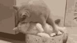 cats-snuggles