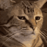 cat-stare