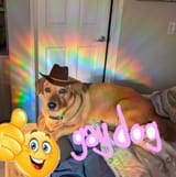 gay dog