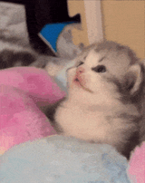 tenghkkor