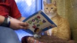 2D11610991-today-cats-reading-140212-01