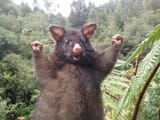 australian possum woot