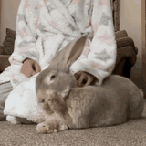 rabbit