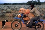 Average Australia