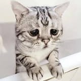dontcrylittlekitty