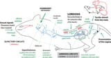 Schematic-drawing-of-the-neurobiological-circuits-controlling-the-display-of-lordosis-in-1905259716