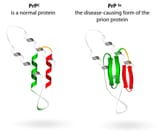 prion