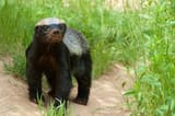 honey badger