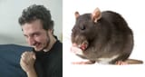 le rat