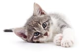cat-lying-down