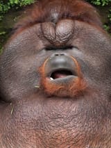 big fat stupid monke (cute)