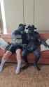 1704759272163311_thumb.jpg
