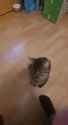 cat-headbutt_thumb.jpg