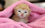 blog-kitten-nursery-operation-kindness