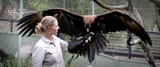Eagle-image-1-web-1