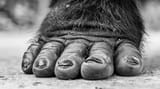monochrome-representation-hairy-beast-sasquatch_23-2151368394