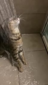 Cat Gets Hosed
