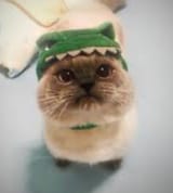 cat dinosaur
