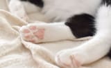 toebeans_1600x