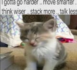 cat stack more