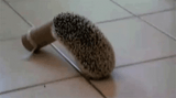 funny-animals-hedgehog