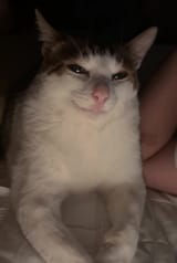 smirkcat
