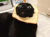 breading-cats-Q016