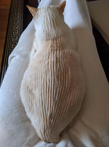 image-5-1