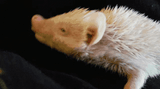 hedgehog-hedgehogs