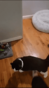 cat-flip