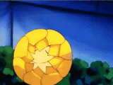 sunflora-sunflower